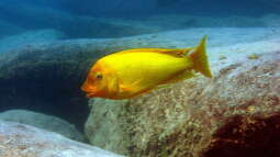 Impressionen vom Malawisee