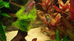 Bepflanzungsvorschläge gesucht!!