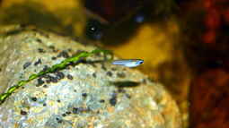 Exclusiv für EB von falks-aquaflyer- Artentafel Normans Leuchtaugenfisch