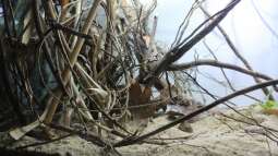 Exclusiv für EB von aquascape-guru.de- Naturbeispiel "Lake Matano" - Sulawesi (Teil 1)