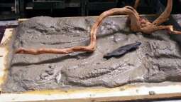 Die Rückwand für "Nature of Dreams Ogooué"