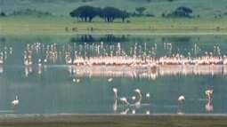 Für den Geburtstags-"Happen" Floh