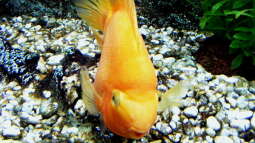 Für Eb vom Aquaflyer aus dem Artenverzeichnis - Zitronenbuntbarsch