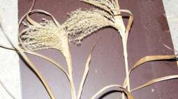 Pflanzliche Betrachtungen ..