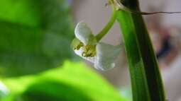Echinodorus palaefolius blüht...