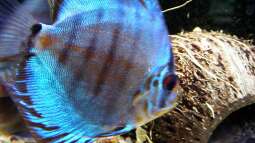 noch ein zweiSchönlinge-Bild zum Weekend