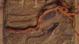 Die Rückwand für "Nature of Dreams Ogooué"