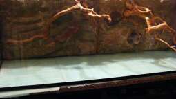 Die Rückwand für "Nature of Dreams Ogooué"