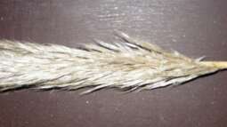 Pflanzliche Betrachtungen ..