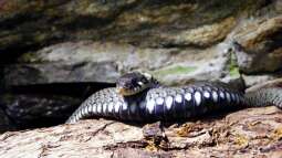 des Chamäleons Spielereien/Teil2