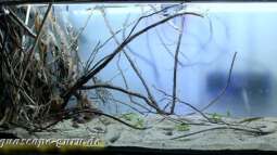 Exclusiv für EB von aquascape-guru.de- Naturbeispiel "Lake Matano" - Sulawesi (Teil 1)