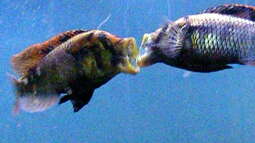 Bild zum Sonntag 07.02.2010 ein Bild für den Victoriasee