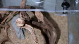 Das Aquascape-Guruteam für EB, das Wurzelhilfsmittel "Die Wurzel/??ste - Lochplatte"