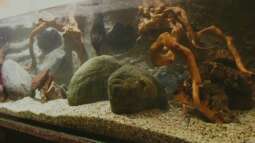 Die Rückwand für "Nature of Dreams Ogooué"