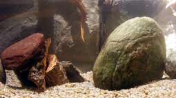 Die Rückwand für "Nature of Dreams Ogooué"