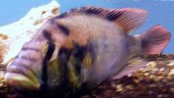 Bild zum Sonntag 07.02.2010 ein Bild für den Victoriasee