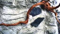 Die Rückwand für "Nature of Dreams Ogooué"