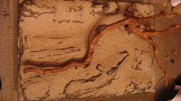 Die Rückwand für "Nature of Dreams Ogooué"