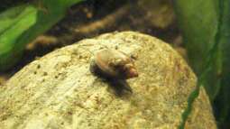 Der kleine Putzer, schnell und kostenlos