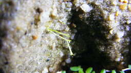 Biologische Rückwand 