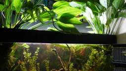 Echinodorus palaefolius blüht...