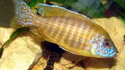 Fische im Focus  ab sofort freigeschaltet