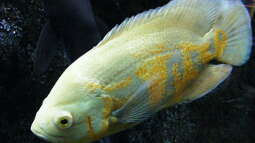 Für Eb vom Aquaflyer aus dem Artenverzeichnis - der Pfauenaugenbuntbarsch