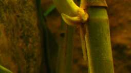 Der widerspenstigen Zähmung