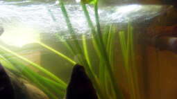 Exclusiv für EB von Aquascape-Guru-Element Sauerstoff ??? Die Grundlage aller Lebewesen