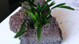 Blickfang selbst gemacht