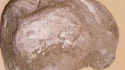 Limament...das Rezept für Guru !!!die Verarbeitung 