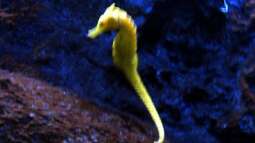 Moderatoreneinblick... Chamäleon