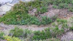 das Tropenbecken,richtig eingerichtet ?