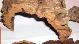 Exclusiv für EB von Aquascape-Guru- Korkrinde