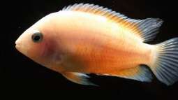 Wie, bzw. wo bekomme ich meine "falschen"Fische los??? 