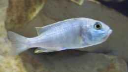 Aquarium einrichten mit Placidochromis electra w mit vollem Maul