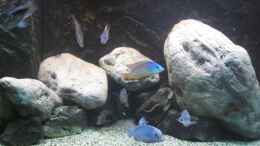 aquarium-von-tom-malawibecken-784-liter_Rockzolid Riverstones