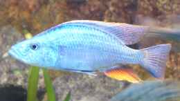 Foto mit Dimidiochromis compressiceps m