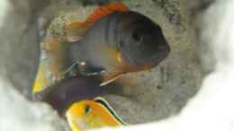 Aquarium einrichten mit Labidochromis hongi, Labidochromis yellow
