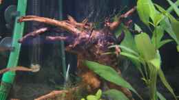 aquarium-von-stefane--becken-10118_Moorwurzel mit Javamoos