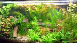 aquarium-von-bungi-becken-10124_Neu: 4/5 Kongosalmler + 12 Rotkopfsalmler