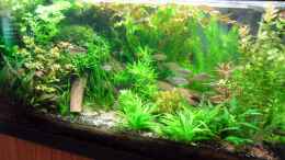 aquarium-von-bungi-becken-10124_Holz nach Einbringung und Pflanzenumgestaltung