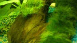 aquarium-von-janik-ruser-becken-10143_Moorkienwurzel - Teichlebermoos und  Mooskugel darauf