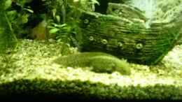 Aquarium einrichten mit Das ist einer meiner 3 Axolotl
