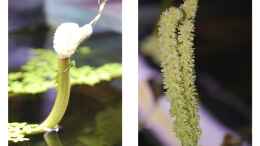Aquarium einrichten mit Blühende Aponogeton ulvaceus