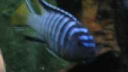 Aquarium einrichten mit Pseudotropheus sp. elongatus mpanga
