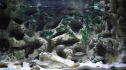 aquarium-von-oliver-knoenagel-becken-10211_Update 25.09.08