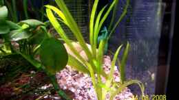 Aquarium einrichten mit Echinodorus quadricostatus var.xinguensis
