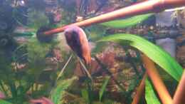 Aquarium einrichten mit Hugo in seinem Bambusrevier ;o))