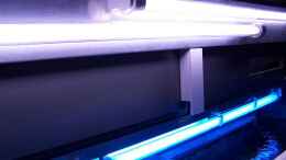 aquarium-von-lars-schnabel-becken-1023_2x Power Glo  40W gedrosselt MarineGlo ersetzt durch LEDS